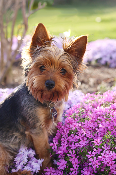 dog,yorkie,puppy,grass,black and tan,blue and gold,yorkshire terrier,yorkshire,young dog,pose,posing,flowers,flower,flocks,purple,pink,curious,dog in flowers