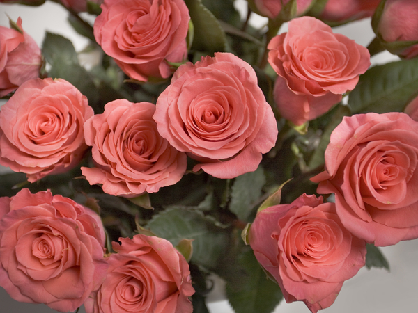 cc0,c1,roses,pink,flowers,pink rose,pink flower,free photos,royalty free