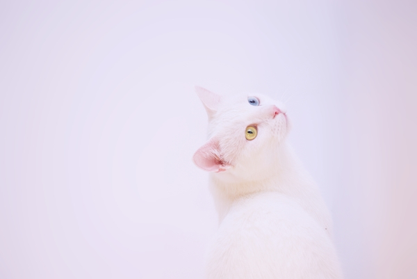 adorable,alone,animal,beautiful,breed,cat,cat face,color,curiosity,cute,domestic,eye,eyes,feline,fur,kitten,kitty,little,looking,mammal,pet,pretty,small,view,whisker,whiskers,white,Free Stock Photo