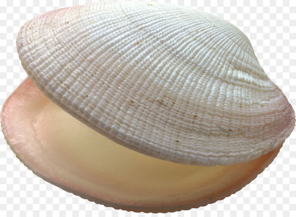 seashell,conch,bivalvia,ocean,sea,sea snail,encapsulated postscript,nacre,marine biology,clam,veneroida,cockle,clams oysters mussels and scallops,png