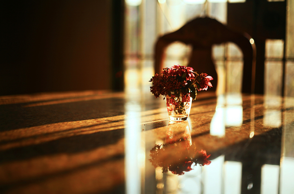 bloom,blossom,depth of field,flora,flowers,reflection,table,vase,Free Stock Photo