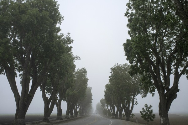 grey,fog,trees,leaves,road,fields
