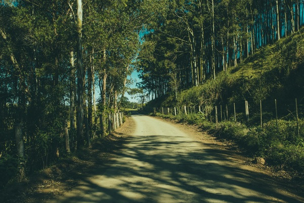 nature,forests,trees,fences,dirt,roads,paths,light,shadows
