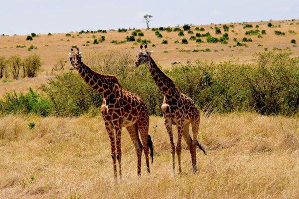 cc0,c1,wildlife,africa,tanzania,mammal,safari,park,travel,wilderness,wild,savanna,natural,grassland,serengeti,free photos,royalty free