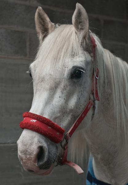 cc0,c1,horse,mare,head,white,free photos,royalty free
