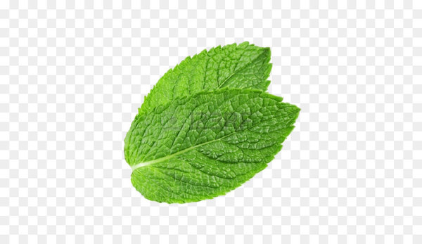 peppermint,mentha spicata,water mint,computer icons,leaf,stock photography,photography,menthol,mint,plant,herb,green,grass,png