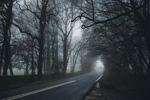 branches,dawn,environment,fall,fog,foggy,guidance,landscape,lane,light,long,mist,nature,outdoors,road,scenery,scenic,trees,weather,woods