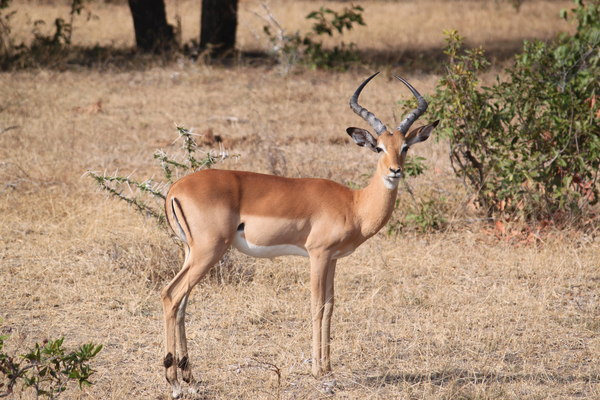 cc0,c2,gazelle,africa,safari,serengeti,animal,impala,wildlife,deer,tanzania,free photos,royalty free