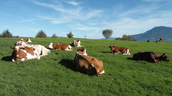 cc0,c1,cows,pasture,animals,nature,landscape,sky,blue,green,switzerland,free photos,royalty free
