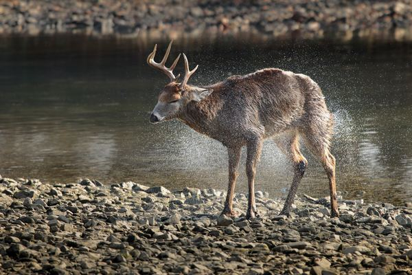 claire,animal,fur,wildlife,animal,bird,outdoor,animal,wildlife,wildlife,deer,buck,stag,animal,nature,water,shake,river,fawn,grass,cold