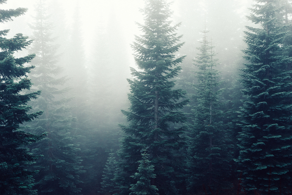 forest,fog,foggy,trees,woods,green