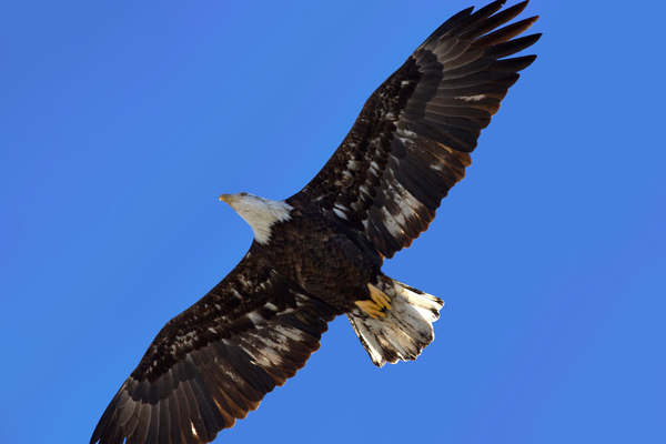 cc0,c3,eagle,bird,wing,animal,nature,feather,flying,freedom,wildlife,flight,fly,beak,predator,free photos,royalty free