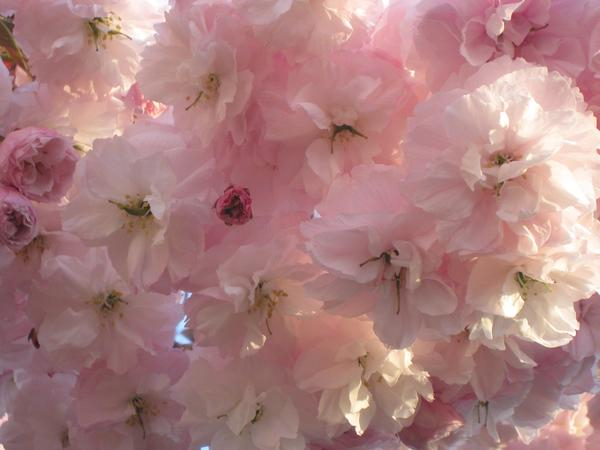 cherry blossom,flowers,branch,background,texture,pink
