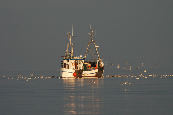 cc0,c1,fishing boat,baltic sea,sea,water,coast,gulls,boot,fishing vessel,sunset,free photos,royalty free