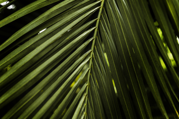 background,pattern,floral,abstract,texture,leaf,green,nature,spring,leaves,shape,plant,natural,palm,growth,day,closeup,of