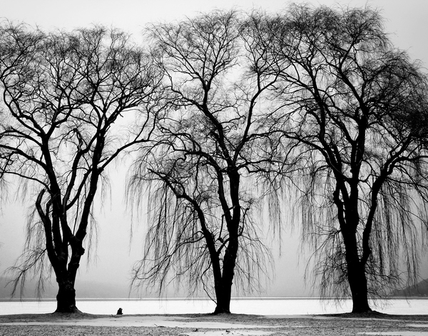 trees,water,black and white