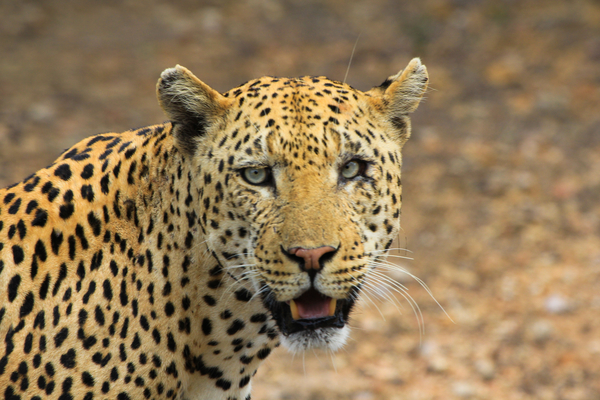 cc0,c1,leopard,animals,cheetah,muzzle,head,animal,jaguar,free photos,royalty free
