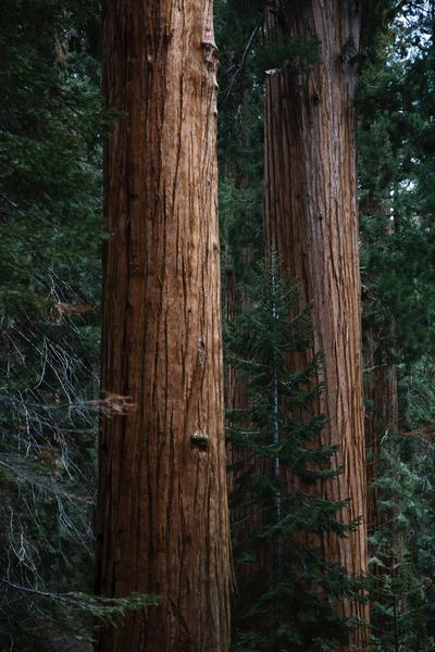plant,flower,green,tree,forest,wood,trunk,forest,wood,redwood,tree,forest,sequoia,bark,trunk,nature,green,sequoium,spruce,épicéa,pine,public domain images