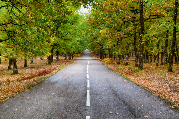 road,country,nature,travel,adventure,asphalt,countryside,forest,grass,green,landscape,lanes,leaves,outdoors,road,rural