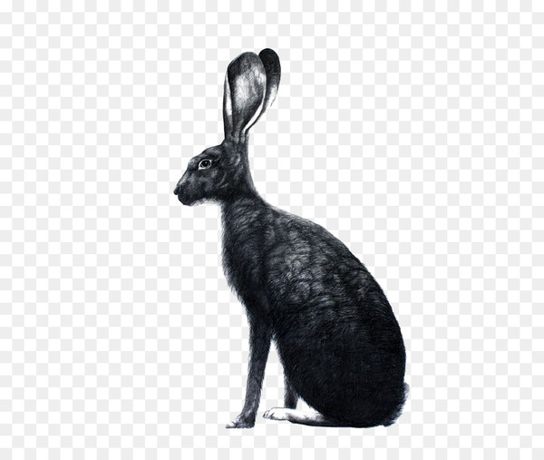 easter bunny,hare,march hare,bunnies  rabbits,rabbit,drawing,mad as a march hare,rabbit rabbit rabbit,digital image,wildlife,rabits and hares,monochrome photography,tail,monochrome,mammal,fauna,domestic rabbit,black and white,png