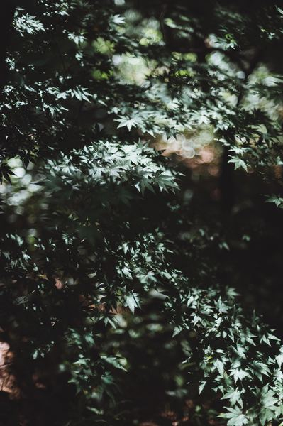 greenery,green,plant,tree,forest,snow,fruit,flower,plant,tree,leaf,leaves,bokeh,plant,forest,woodland,nature,outdoors,green,wood,boke,public domain images