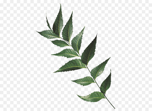india,neem tree,chinaberry,leaf,extract,ayurveda,skin care,plant,herb,indian gooseberry,arjun tree,azadirachta,melia,tree,branch,plant stem,twig,png