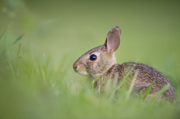 animals,rabbits,hares,fluffy,fur,adorable,cute,field,grass,outdoors,still,bokeh