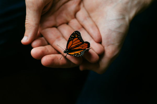 person,people,hands,hold,butterfly,perched,beautiful,still,bokeh