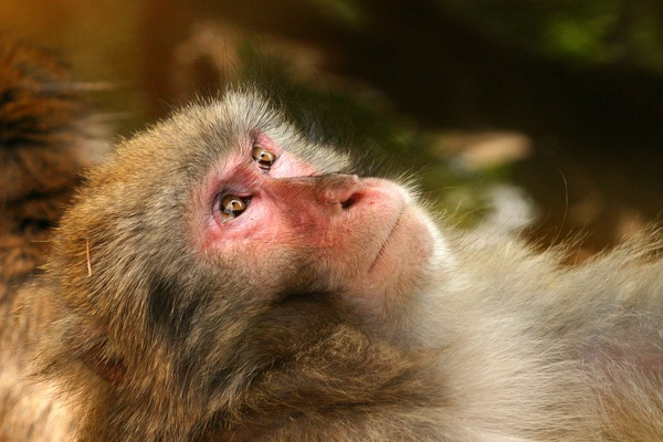 wildlife,wild animal,primate,monkey,japan macaque,hairy,close-up,animal
