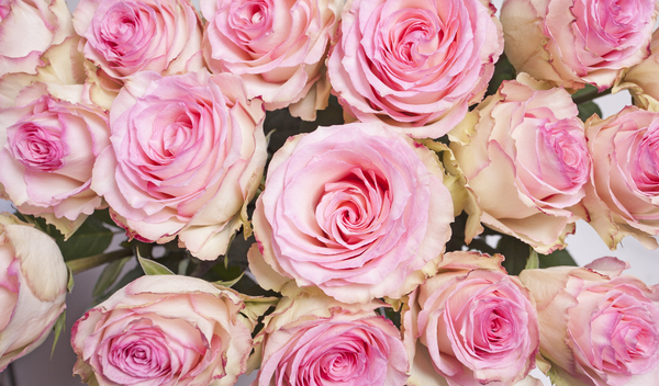 cc0,c2,rose,pink roses,pink rose,pink,flowers,free photos,royalty free