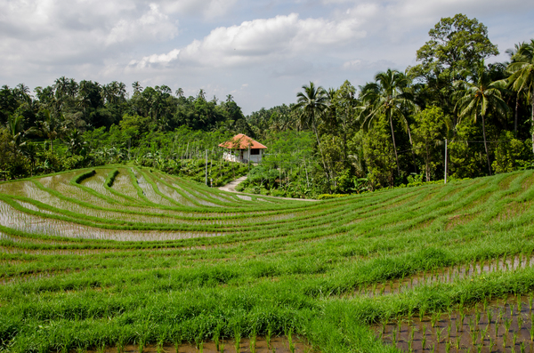 paddy field,rice,green,trees,tropical,agriculture,nature,rural