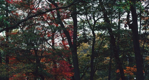  fall,trees,leaves,nature, autumn