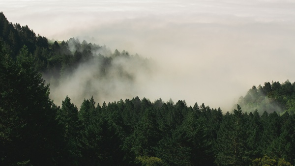 nature,forests,trees,pine,fog,green,white