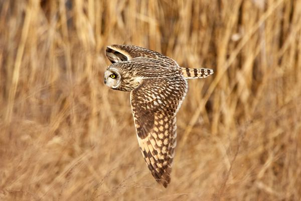 feathered,bird,owl,animal,blue,wing,animal,wildlife,wallpaper,owl,bird,field,grass,flying,feathers,wild,bokeh,blur,tan,brown,fly,creative commons images
