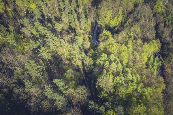 nature,forests,trees,leaves,branches,aerial,stream,river,green