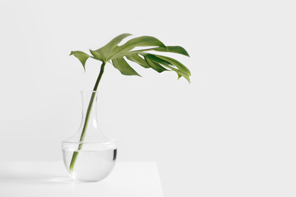 still,items,things,plant,stem,leaves,vase,water,transparent,clear,table,wall,bokeh,minimalist