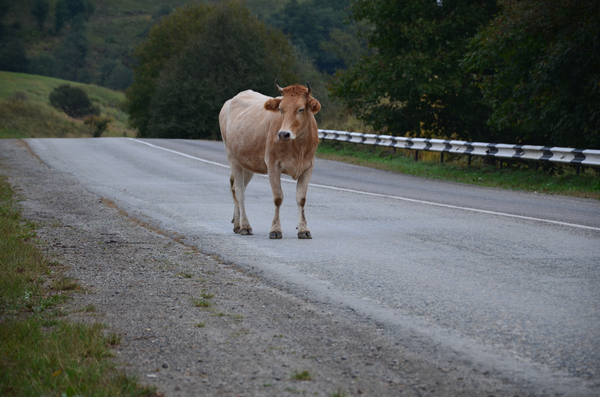 cc0,c1,nature,cow,road,animal,free photos,royalty free