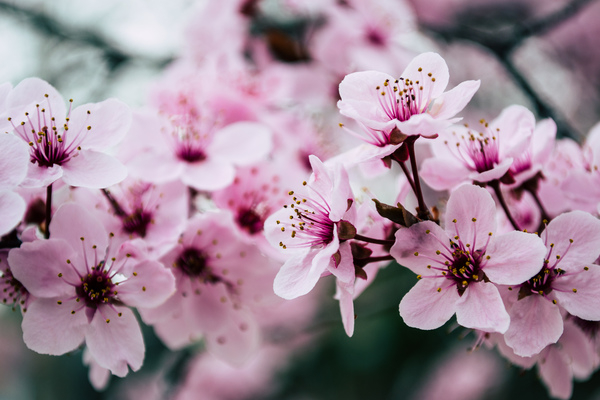 beautiful,blooming,blossom,blur,branch,bright,bud,cherry,cherry blossoms,close-up,color,delicate,dof,flora,flowers,garden,growth,nature,outdoors,petals,pink,season,spring,Free Stock Photo