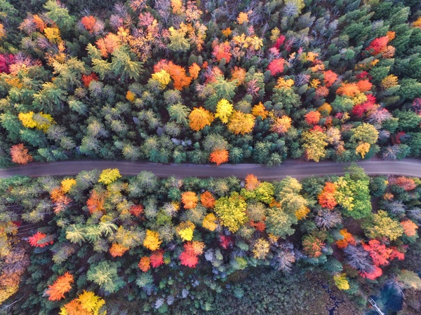 trees,clolorful,aerial,view,plant,forest,nature,fall,autumn,road,path