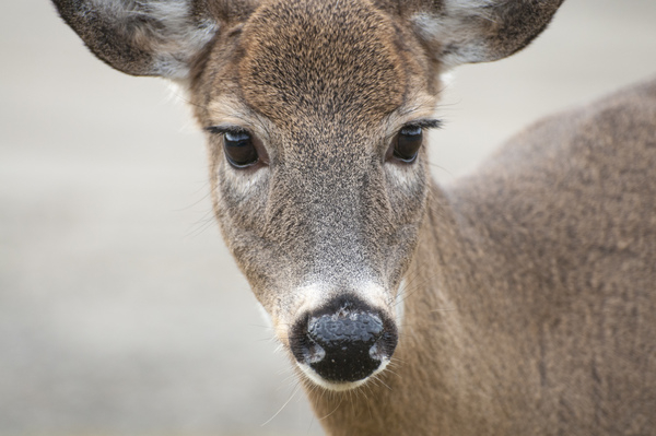 deer,animal,cute,fawn,fur,head,mammal,wildlife,winter,small