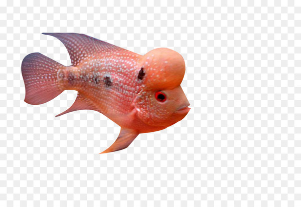 fish,deep sea,deep sea fish,sea,deep sea creature,tropical fish,abyssal zone,pet,northern red snapper,orange,organism,red snapper,png