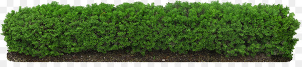 plant,fence,tree,hedge,shrub,rgb color model,digital image,grass family,grass,artificial turf,wheatgrass,png