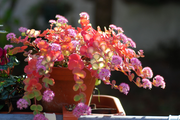 cc0,c1,crassulaceae,flowerpot,autumn,pink,flowers,sunny,free photos,royalty free