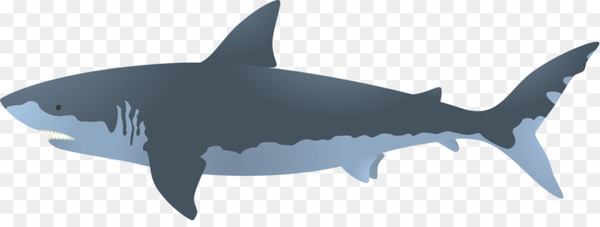 shark,great white shark,bull shark,blue shark,hammerhead shark,tiger shark,copper shark,istock,megalodon,fish,cartilaginous fish,requiem shark,marine biology,fin,animal figure,wing,wildlife,png