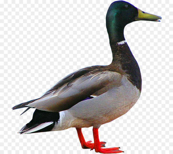 duck,animal,pressed duck,bird,goose,chicken,ganso,duck duck goose,poultry,seaduck,water bird,livestock,beak,mallard,waterfowl,fauna,feather,pato,ducks geese and swans,png