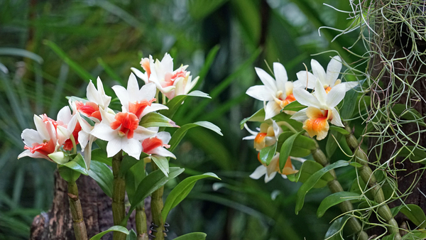 cc0,c1,orchid,singapore,plant,tropical,park,flower,free photos,royalty free