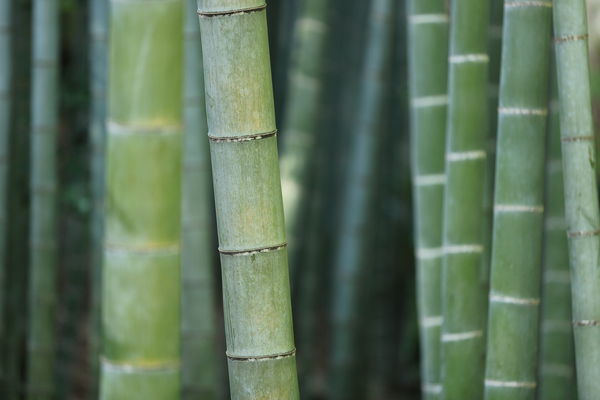 nature,landscape,bamboo,stick,green