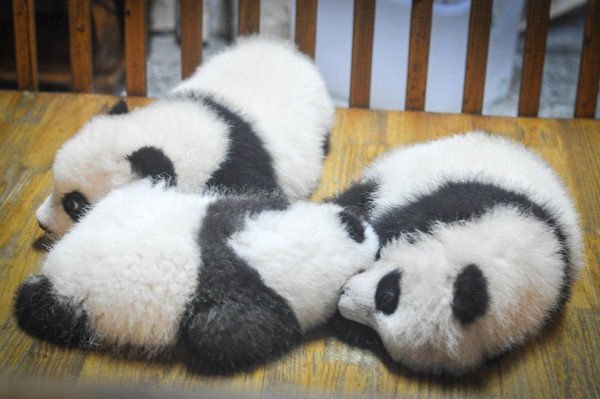 pandas,panda bears,animals,babies,sleeping,tired,resting