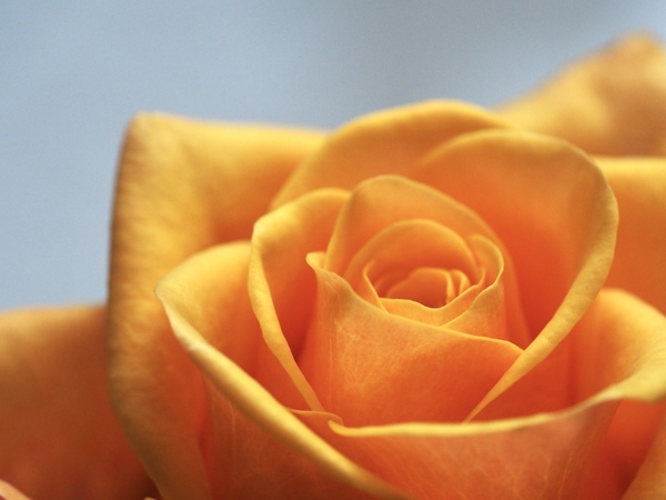yellow,rose,flower,love,heart,close up,nature