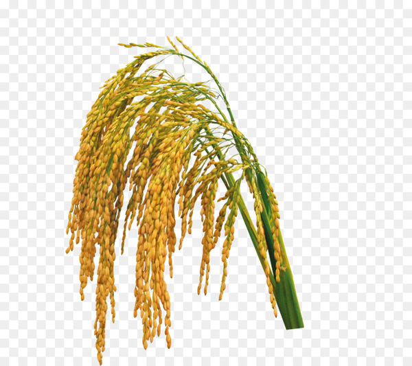 rice,download,encapsulated postscript,wheat,resource,sharing,data,grass family,commodity,food grain,tree,plant,branch,grass,png